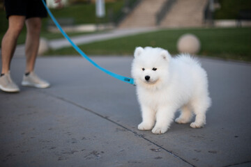 Purebred Samoyed Puppy outside on a leash