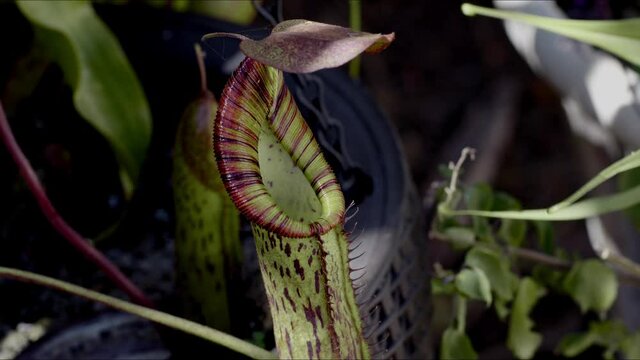 Nepenthes carnivorous plant