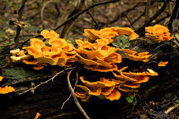 Beautiful horizontal closeup shot of th Chicken of the woods fungus growing on a hardwood © Eduard Schumann/Wirestock