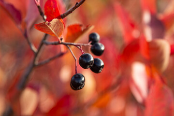 Black Chokeberry on bright autumn background leaves Bush. (Aronia melanocarpa)