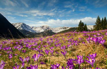 Beautiful spring landscape of mountains with crocus flowers