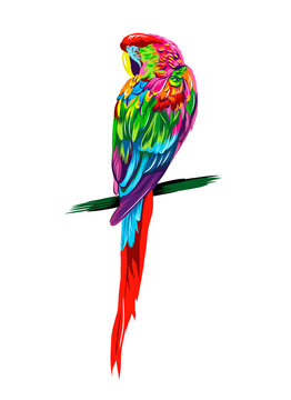 Parrot macaw from multicolored paints. Splash of watercolor, colored drawing, realistic. Vector illustration of paints
