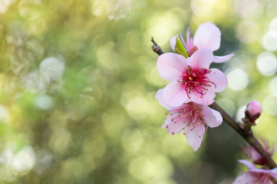 Close Up of Peach Blossom on Bright Spring Day - selective focus with copy space