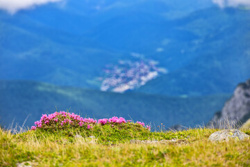 Obraz premium Rhododendron flowers in Bucegi mountains
