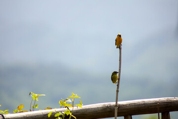 AVES