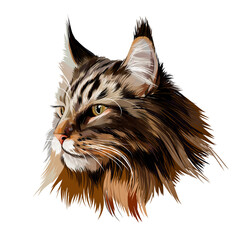 Maine Coon face portrait from multicolored paints. Splash of watercolor, colored drawing, realistic cat. Vector illustration of paints - obrazy, fototapety, plakaty