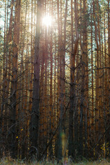 Dense coniferous forest. The sun's rays make their way through the old gnarled trunks of pine trees. Vertical view