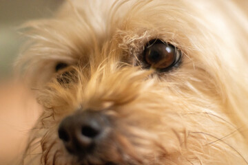 Cachorra Dog Yorkshire terrier 