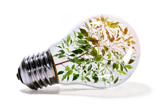 Concept of renewable energy. Light bulb with houseplant inside on white isolated background. Image