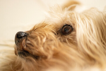 Naklejka na ściany i meble Cachorra Dog Yorkshire terrier 