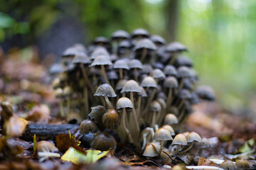 mushrooms in the forest