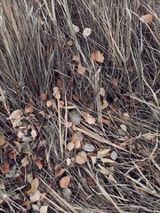  autumn leaves lie in the tall grass