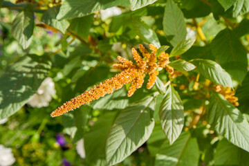 The Orange amaranth plant blooming	
