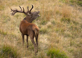 Il bramito del cervo