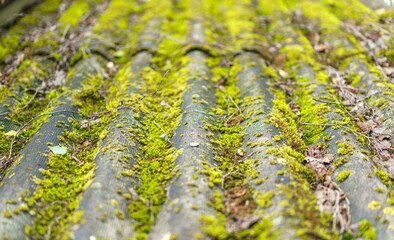 Moss covers the roof of an old forest house. Selective focus.