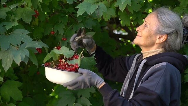 Happy beautiful senior woman is holding red berries of guelder rose and showing them in the garden near the tree, happy retirement.