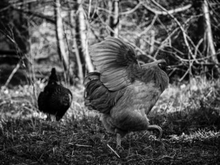 black and white free range rooster guarding his flock in the shade off the chicken coop on a summer day