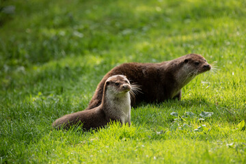 Lovely portrait of otter Mustelidae Lutrinae in Summer sunlight on lush grass