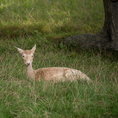 Beautiful portrait of fallow deer Dama Dama in lush green Summer field landscape