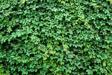 Green tree foliage on the wall abstract front view background.