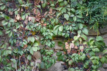 Green tree foliage on the wall abstract front view background.