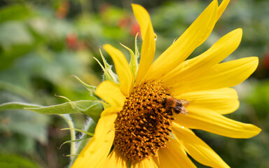 yellow sunflower in the garden