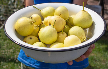 harvest of yellow pears in a large white bowl