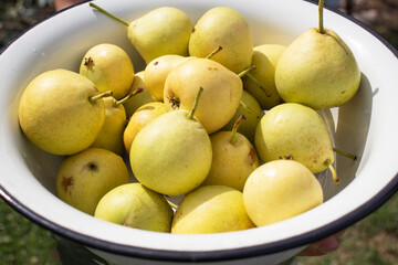 harvest of yellow pears in a large white bowl