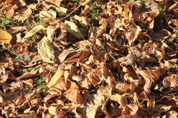 fallen leaves in the park in autumn