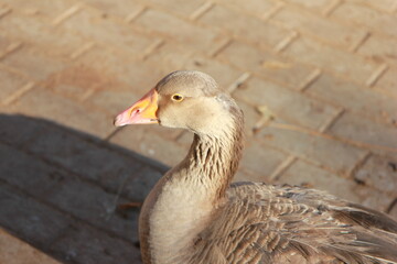 goose in the contact zoo close-up
