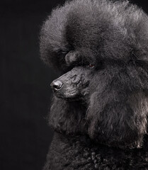 Beautiful standard black poodle