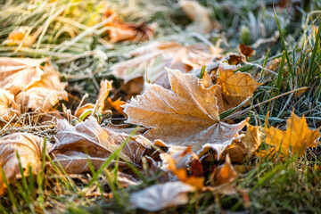 The maple leaf with frost on the ground.  - obrazy, fototapety, plakaty
