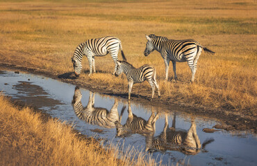Fototapeta na wymiar Two large zebras and one small zebra are reflected in the water. They are located in the biosphere reserve 