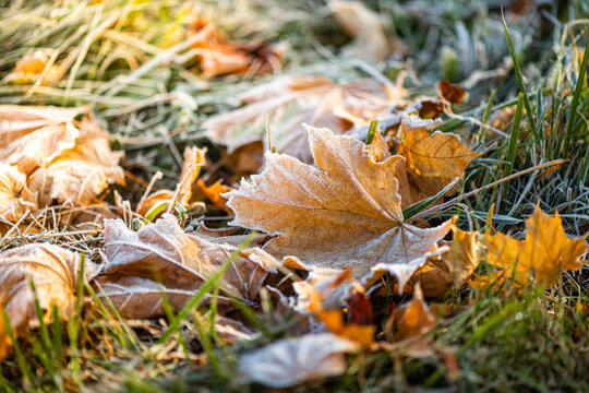 The maple leaf with frost on the ground. 