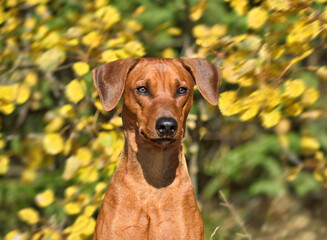 Portrait of  German Pinscher