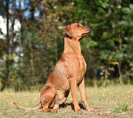 Brown German Pinscher