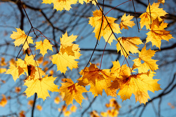 Autumn maple leaf on blue sky background