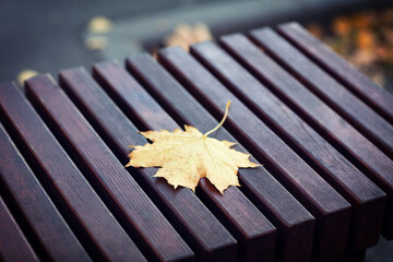 Lonely yellow autumn maple leaf on a dark red park bench, close-up. Autumn season concept background