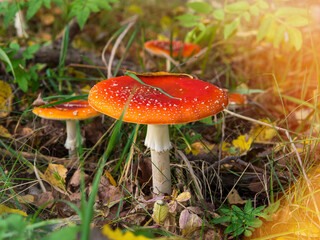 Amanita muscaria, fly agaric beautiful red hallucinogenic toxic mushroom against the background of an autumn mystical forest