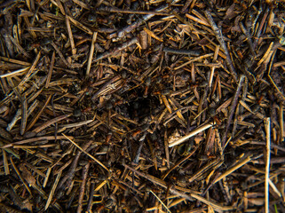large forest anthill with ants close-up