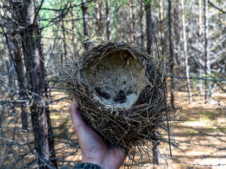 An abandoned birds nest in a mans hand. Abandoned birds Nest