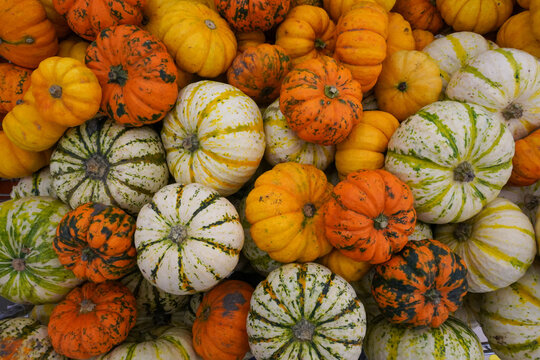 Photo of a pumpkin in a store
