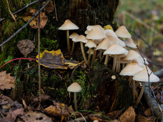 group of forest mushrooms toadstools growing on a tree stump