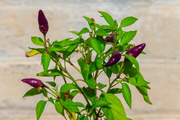 Purple cayenne pepper or chilli pepper in vegetable garden