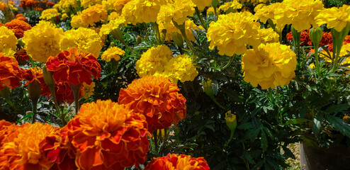 Flowers of cempasuchil in Mexico