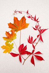 Autumn still life with three maple leaves and a twig of wild vine leaves on a woven, ecru background with space for copy text.