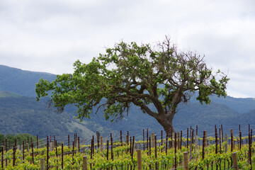 Oak tree in a vineyard in the Santa Ynez Valley in spring
