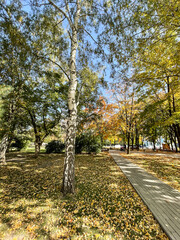 Autumn path in the park with birches and yellow leaves. Bright fall.