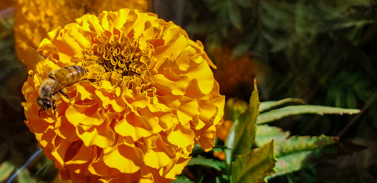 Bee on a marigold flower