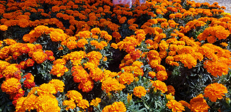 Flowers for the day of the dead